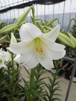 [1716 WhiteFox No01.JPG]